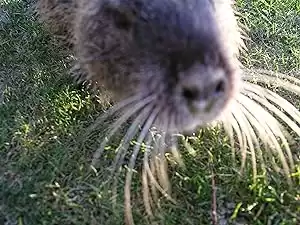 American Nutria