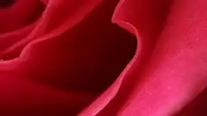 Sex: How It Works